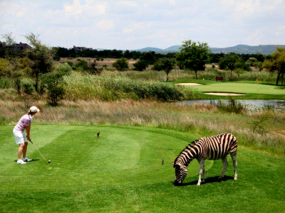 RPA  - African Golf Collage